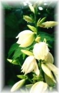 Blume